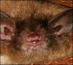 Bat control in Shepherdsville