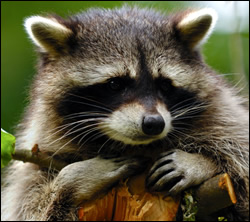 Raccoon control in Shepherdsville