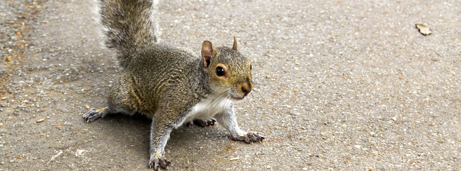 Squirrel Control Shepherdsville